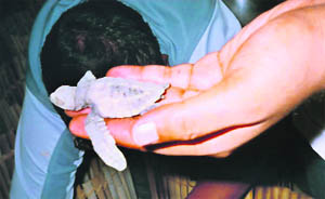 A turtle hatchling after breaking out of the eggshell