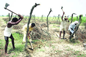 Farmers uproot a grape orchard at Poohla village in Bathinda district. 