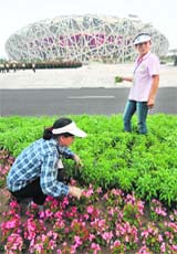 Chinese workers put the finishing touches on flower beds outside the "Bird's Nest"