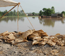 Food offered in plenty through �langar� goes waste in one of the flood-hit villages of Moga district on Wednesday.