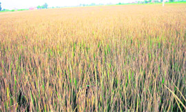 Damaged crops following leakage of gas near Bhadla Neecha village in Khanna on Sunday.