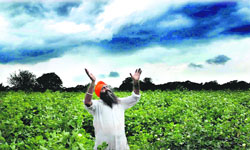 A farmer in Bathinda raises hands and prays that it does not rain as it will damage his cotton crop.