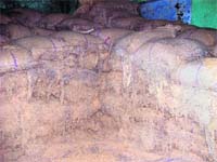 Rotting wheat bags stacked at Block Development and Panchayat Office, Pakhowal