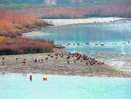 Migratory birds at the Assan barrage. A Tribune photograph