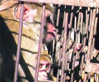Monkeys captured from Mussoorie are to be released in the forests around Dehradun. 