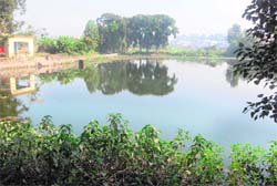 A Swamp on the outskirts of Dehradun. Swamps that once dotted doon valley are now fast vanishing.