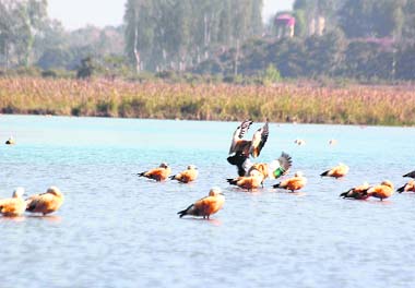 Migratary birds at Assan barrage, an important bird area and an equally important tourism destination of the country. 