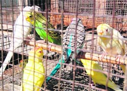 Legally variety of birds sold in Dehradun. 