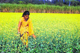 A girl in the blooming mustard fields in Dehradun on Monday. 