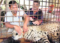 SAVIOURS IN ACTION: �Raja� being treated by officials of the state wildlife department. 