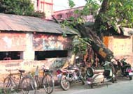 Branches of the tree lying on the tin shed. Also seen is the foundation stone laid this April by Uttarakhand Chief Justice, V.K.Gupta, for the proposed multi-storey building. (Above) A view from the outside.