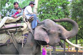 Tourists enjoy an elephant ride at Rajaji Park. The ride had been discontinued earlier.