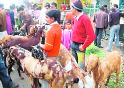 Goat sellers bargain with buyers at Innamulla Building area in Dehradun on Sunday. 