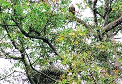 A globally threatened pair of bald eagle nest at a silk cotton tree in Assan.