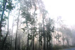 Dehradun, which is usually free of winter fog, witnessed it on Tuesday