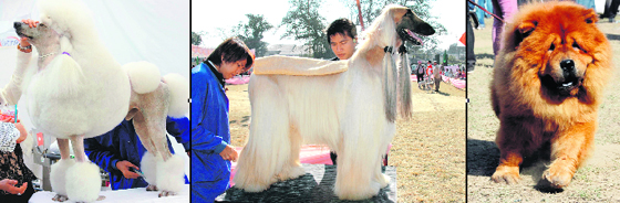 A stylish Poodle, an Afghan Hound and a hairy Chow Chow get ready for the dog show in Dehradun on Sunday.