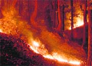 File photo of a forest fire during the summer season in Uttarakhand.