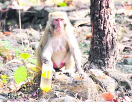 This monkey appears satisfied with his acquisition.