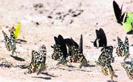 Butterflies at the Forest Research InstituteI, Dehradun.