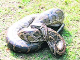 Pythons have been spotted in Belpadav, Bajpur, Kaladungi and Terai areas that fall in the vicinity of the Corbett National Park