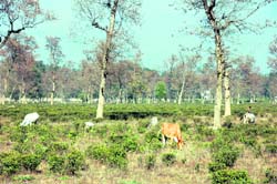 Stray cattle graze in Harbanswala tea estate in Dehradun