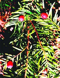 �Thuner� leaves are believed to cure cancer