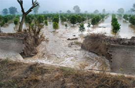 Canal water gushing into an orchard near Kot Bhara village on Monday as the Phul tributary breached causing damage to standing crops over an area of 100 acres