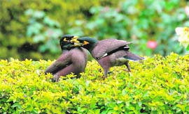 A pair of birds caught in a playful mood in a park in Dehradun.