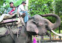 Tourists enjoy an elephant ride. 