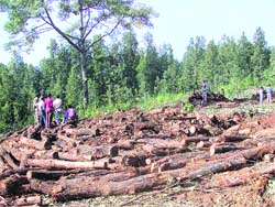 File photo of trees felled near Rishikesh