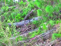 Trees felled in Tehri for building the bungalow of the district forest officer