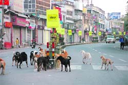 Stray dogs in Dehradun.