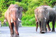 With a go-ahead for bypass road in Haridwar, such sights would be common as the proposed road would pass through the park area inhabited by elephants.