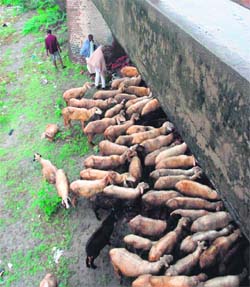 A shepherd takes shelter from rain under a bridge on the Meerut road in Karnal.