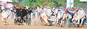 A bullock cart that lost its balance during the bullock cart race on the second day of Kila Raipur games near Ludhiana.