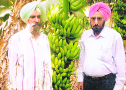 A farmer with banana crop and Dr PS Rangi (right). 