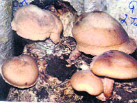 Lentinus edodes