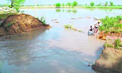 Inundated fields of Mehma Bhagwana village following a breach in the Kot Bhai minor near Bathinda 