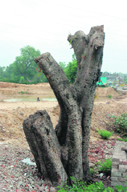 A tree which has been cut for the widening of the national highway near Jammu. 