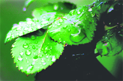 Rain drops bring the best out of leaves in Jammu. Photo: Inderjeet Singh