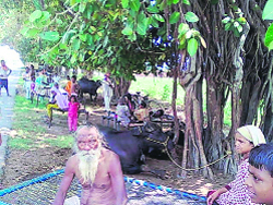 Octogenarian Mukhtiar Singh relaxes under a banyan tree on the roadside at Piddi village on the Faridkot-Amritsar road, while women and children sit around. 