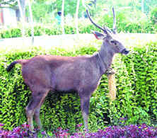 A sambhar, which strayed into the Gurbax Nagar area in Amritsar on Friday. 