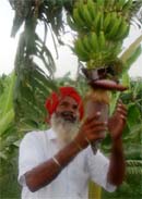 Gurcharan Singh Mann at his fields in Tungwali village of Bathinda district on Monday,