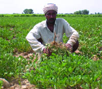 Harwinder Singh at his fields in Kalalwala village in Bathinda district.