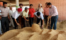 Officials inspect the paddy at Grain Market in Bathinda on Tuesday.