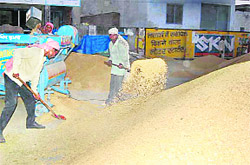 Heaps of paddy lying in the Khanna grain market