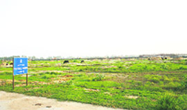 Buffaloes grazing at the site marked for a football field. 