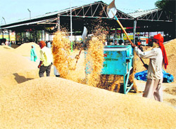 Labourers help dry paddy at the Khanna grain market