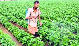 A labourer sprays insecticide on a potato crop in a village near Jalandhar on Sunday.