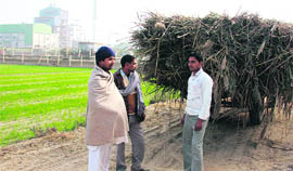 Villagers stand outside the bio-waste power project in Channu village, Muktsar, with their load of elephant grass.